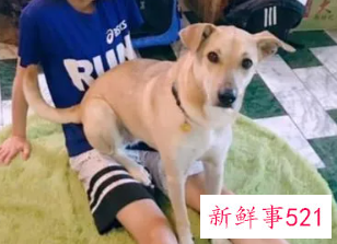 梦见一只狗狗一直粘着我