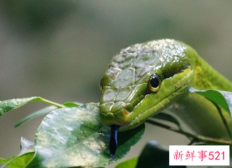 梦见别人吃蛇有什么征兆