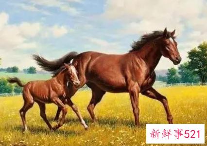 女属马的佩戴什么