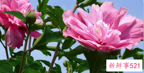 芙蓉花是哪里的市花