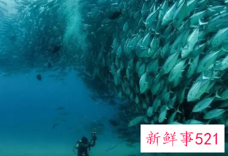 梦到好多鱼是什么征兆