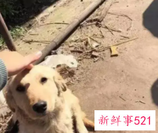 梦见一只狗狗一直粘着我