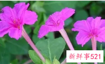 胭脂花根的食用方法