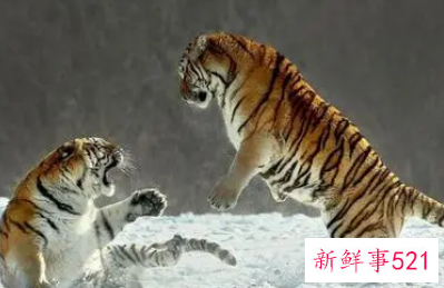 属虎2022年下半年运势