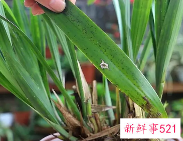 兰花叶片变黑的原因