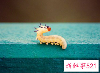 梦见蛆蛆虫什么寓意