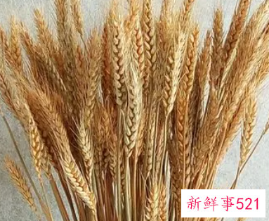 大麦摆放风水禁忌