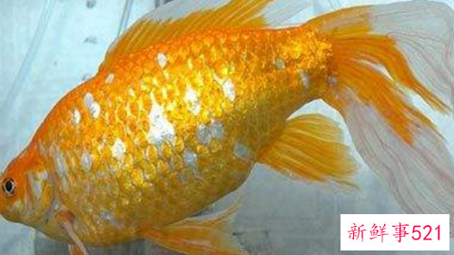 世界上最大的金鱼