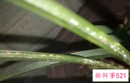 兰花叶片变黑的原因