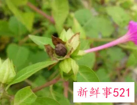 胭脂花根的食用方法