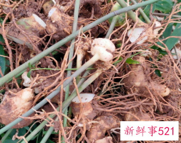 黄金树根的功效与作用