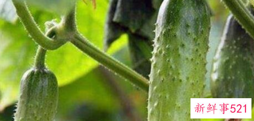 山黄瓜和普通黄瓜哪个好