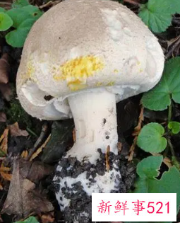 不能吃的蘑菇有哪些