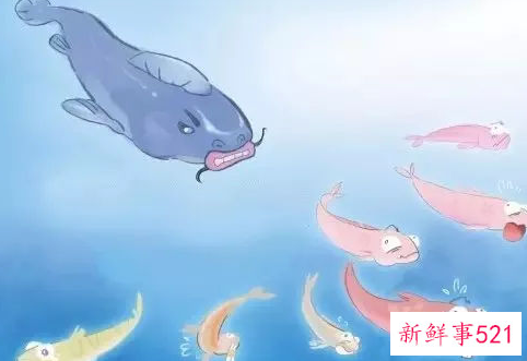 什么是鲇鱼效应