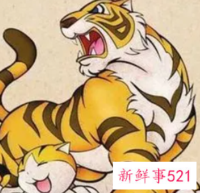 属虎男幸运数字和颜色