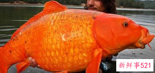 世界上最大的金鱼