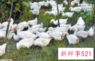 梦见很多大鹅是什么意思