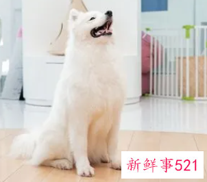 梦见一只狗狗一直粘着我