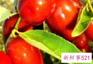 北枣的功效与作用及禁忌