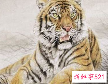 属虎男幸运数字和颜色