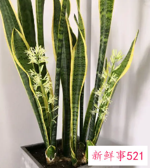 虎皮兰一个月浇一次水吗