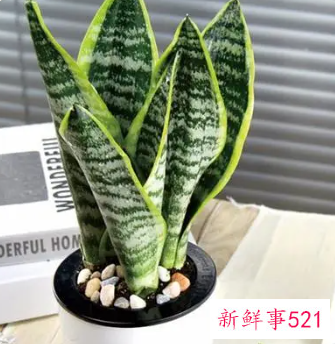 虎皮兰一个月浇一次水吗