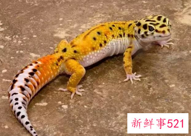 孤独的人养个什么宠物好