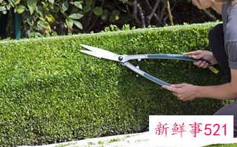 梦见园丁花匠是什么意思