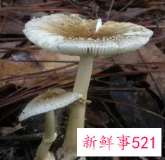 不能吃的蘑菇有哪些