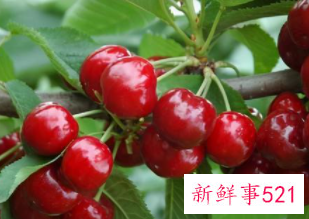 女生吃什么越吃越白