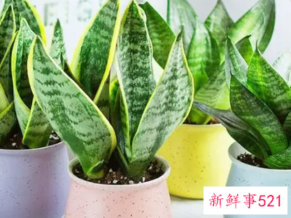 虎皮兰一个月浇一次水吗