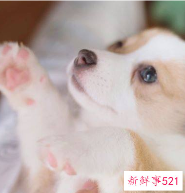 狗年出生的人的命运