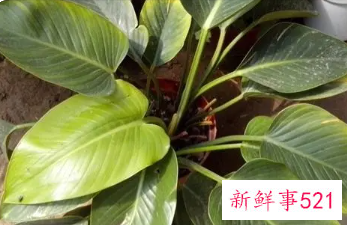 金钻烂叶怎么办