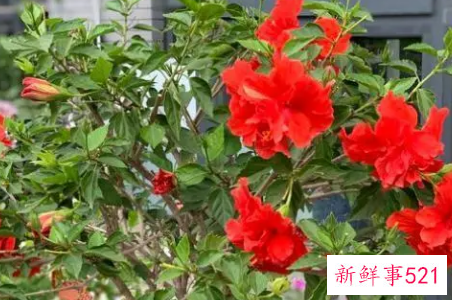 扶桑的养殖方法和注意事项