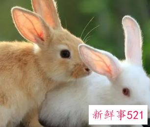 属兔人一辈子的贵人