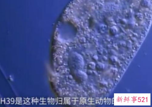 世界上最小的动物