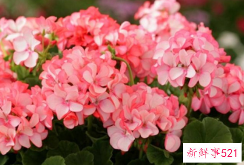 天竺葵的花语和寓意