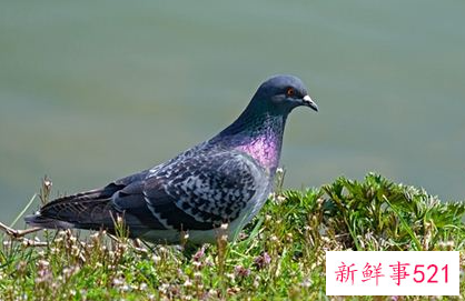 梦见一对鸽子是什么意思