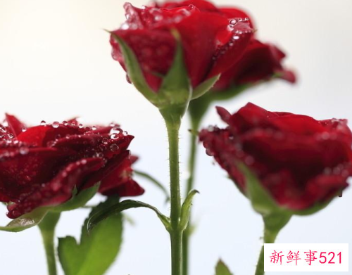 赞美女人的词语两字