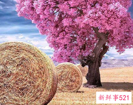 干净文艺爱情短句