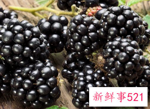 桑葚的功效作用与主治