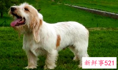 狗狗和人一样更需要化妆