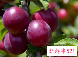 酵素梅有副作用吗