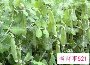 梦见黄豆秧结满很饱满的豆荚