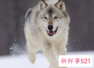 梦见训练狼是什么意思