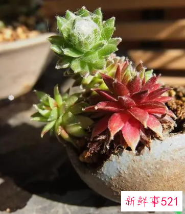 多肉上盆后多长时间晒太阳