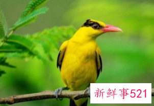 养什么小鸟便宜