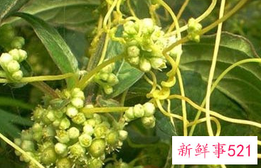 怎样温补肾阳虚