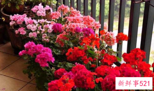 天竺葵的花语和寓意