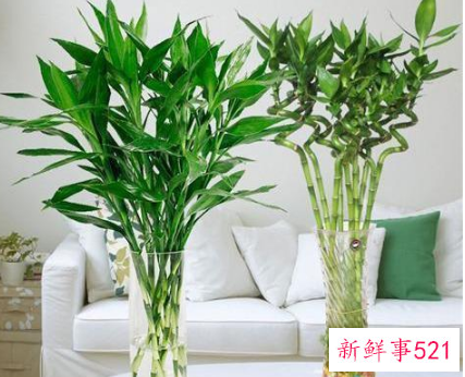 富贵竹养几根才最好